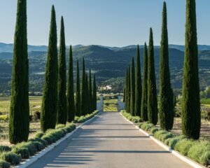 Une longue route bordée de cyprès